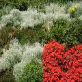 Giardino verticale mediterraneo