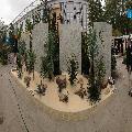 RHS Chelsea flower show